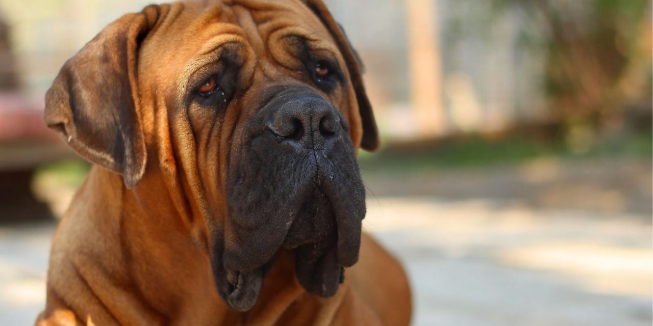 Die boerboel en die verjaardagkoek